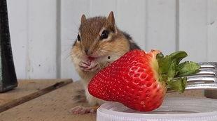 吃瓜松鼠表情包,萌态可掬，笑点满满