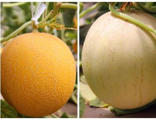 吃沙漠瓜的好处,滋养身心，解锁健康之门