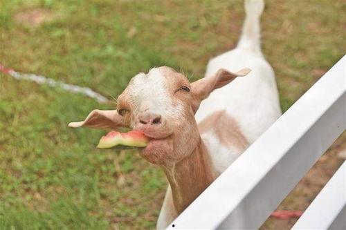 吃瓜自由虎嗅,揭秘网络舆论场中的虎嗅现象