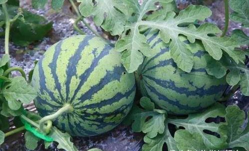 怎样拍吃瓜,捕捉夏日清凉时光