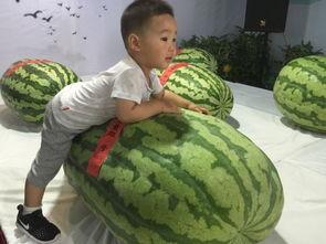 盘锦吃瓜事件,一场网络热议背后的真相与反思