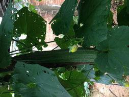 自家菜园吃瓜攻略,轻松享受夏日甜蜜瓜果盛宴